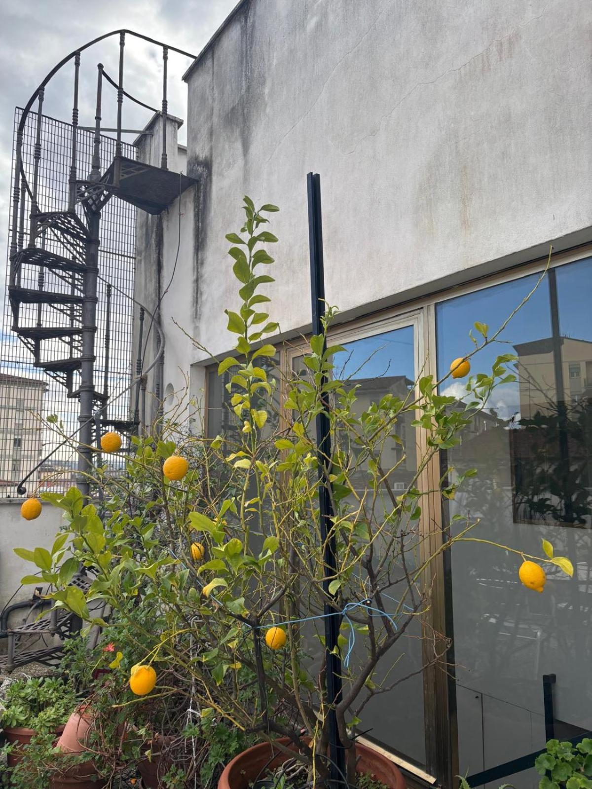 Girasole House Hotel Firenze Eksteriør billede